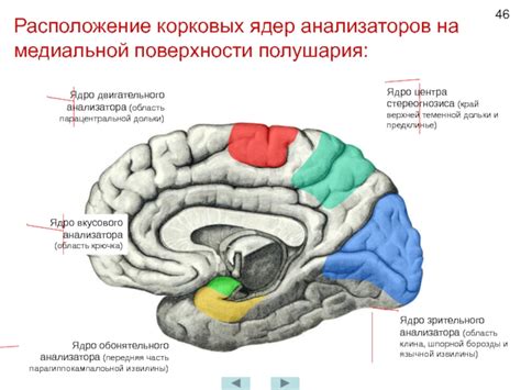  Воздействие корковых представлений на автономные реакции
