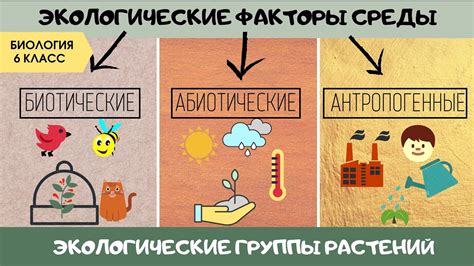  Вредные воздействия на крупы: факторы окружающей среды и насекомые-вредители 