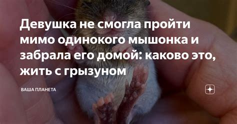  Вредные недуги, которые могут возникнуть при совместном сном с грызуном
