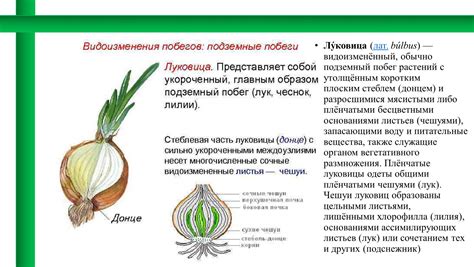  Вредные свойства отростка луковицы: мифы и настоящая сущность 