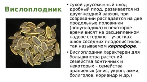  Где разыскать цельнометражный не так часто встречающийся плод семейства березовых? 