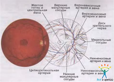  Глазное дно: структура и особенности 