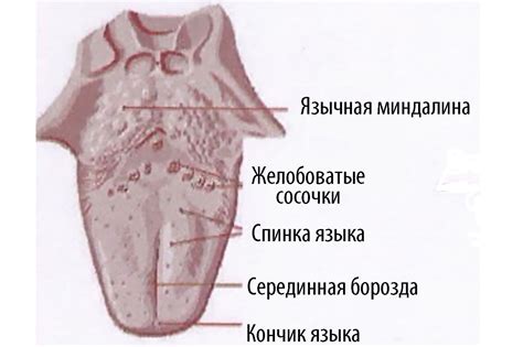  Губно-язычная зона 