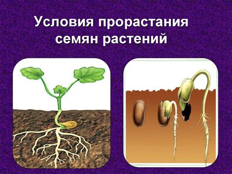  Каков влияние пропитывания пеларгонийных семян?