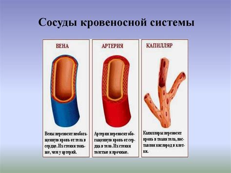  Как работает система кровеносных сосудов 