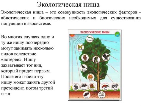  Ключевые понятия: виды, экологическая ниша, взаимодействие 