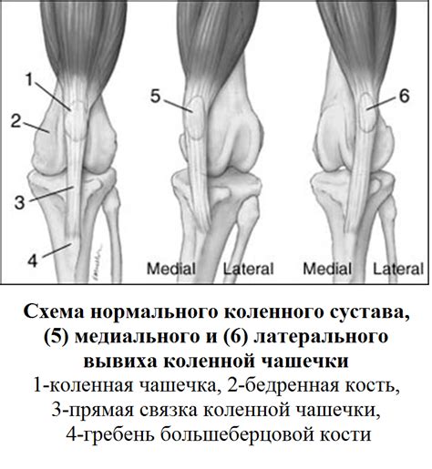  Костные компоненты структуры коленной чашечки: изучение и основные характеристики 