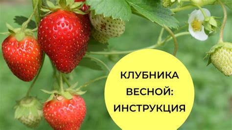  Культурное распространение ароматной ягоды в различных уголках нашей страны 