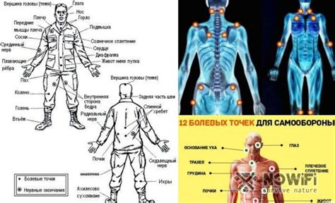  Места, лишенные чувствительности: их расположение и важность 