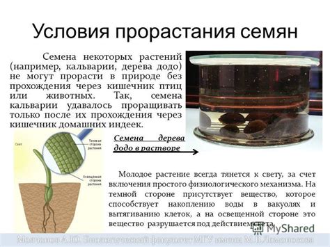  Механизмы прорастания семян в природе и их использование в пищевой промышленности
