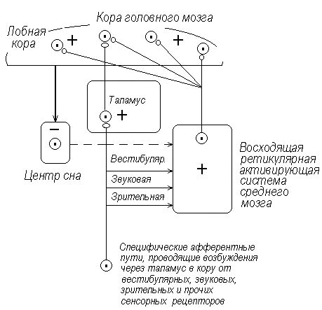  Нейрофизиологические механизмы воздействия электрофореза на сон 