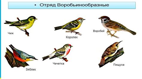  Окраска и форма тела: уникальные черты самцов и самок карасей 