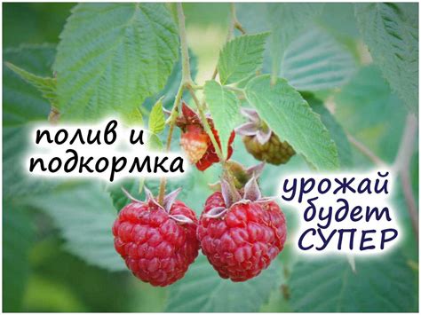  Оптимальное время для полива и подкормки: секреты правильного ухода за бегонией 