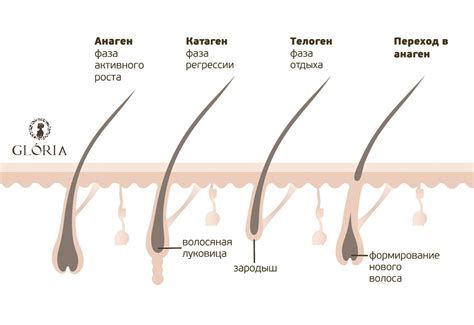  Особенности роста и структуры волос на коже головы 