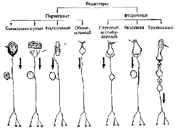  Особенности эмоциональной связи через сенсорные рецепторы 