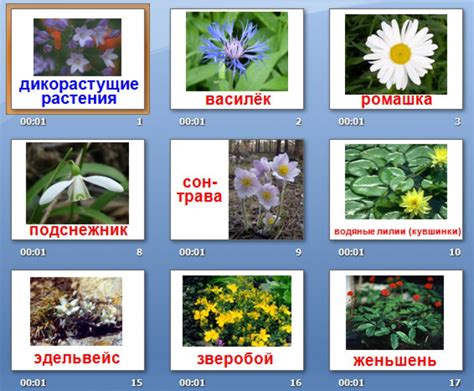  Откройте для себя уникальные места, где растут дикорастущие цветы и редкие растения 