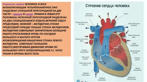  Положительные эффекты на сердечно-сосудистую систему
