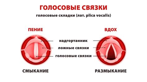  Профессиональная нагрузка на голосовые связки: воздействие и возможные последствия 