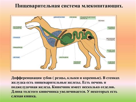  Раздел: Излечение расстройств пищеварительной системы 