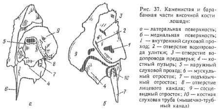  Расположение внутри черепной полости 