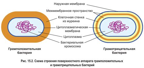  Расположение систем каналов и компонент клеток в организации кортиевого устройства 