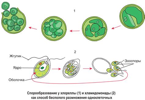  Распространение спор: механизмы и особенности 