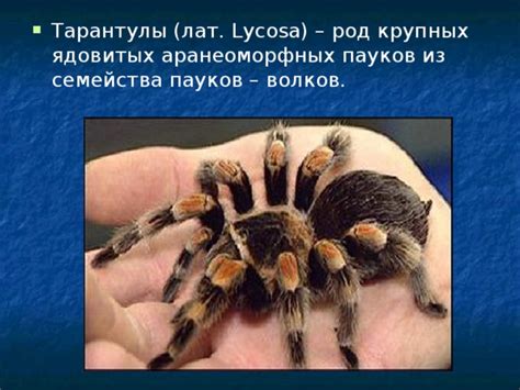  Распространение ядовитых аранеоморфных семейства Theridiidae в столице России