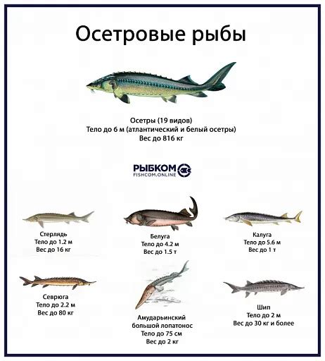  Распространенные заблуждения о приеме соленой рыбы: что на самом деле важно знать 