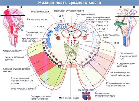  Расстройства, связанные с нормальным функционированием среднего нерва 