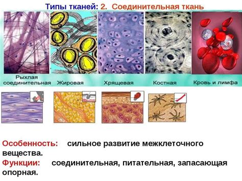  Роли и функции мягкой соединительной ткани в организме 