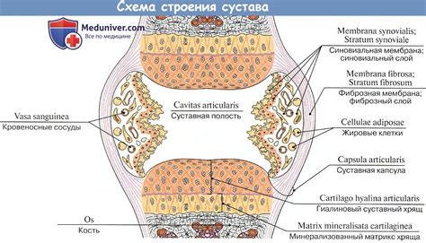  Роль соединительных тканей и хрящей в каркасе коленного сустава 