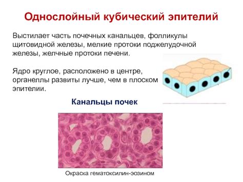  Связь кубического эпителия с транспортными процессами в организме 