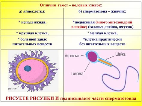  Связь между диабетом и сниженной сперматогенезом у мужчин 