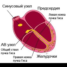  Симптомы и возникающие причины высокого сердечного ритма