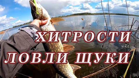  Способы и хитрости, которые помогут успешно поймать щуку 