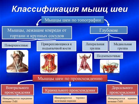  Сравнение анатомического положения лицевых областей у мужчин и женщин 