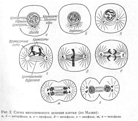  Стадии подготовки клетки к делению в интерфазе: обзор этапов
