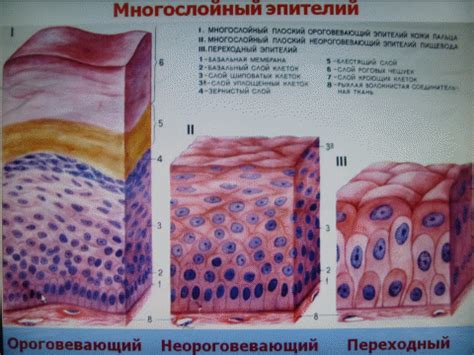  Структурные особенности неороговевающего эпителия верхних слоев кожи 