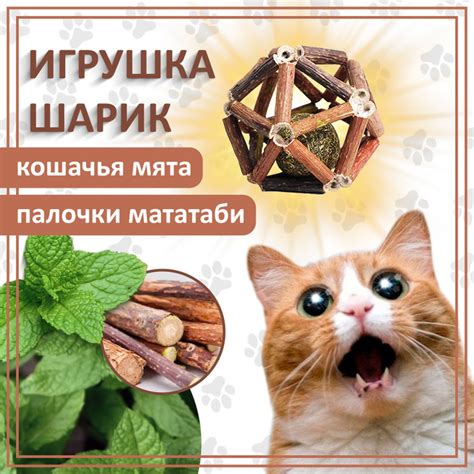  Уникальная судьба кошачьей мяты в Мясном магазине "Котофей" 