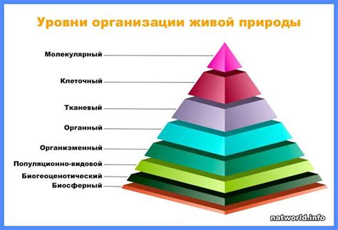  Уровни организации живого 