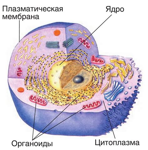  Устройство клетки: основные компоненты 