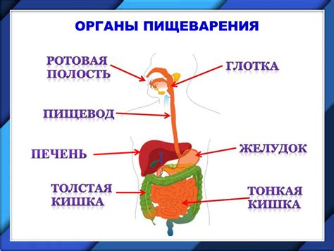  Участие моста Варолия в регуляции процессов пищеварения и выделения жидкостей
