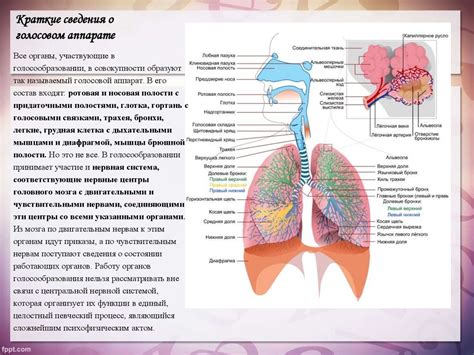  Эволюция голосового аппарата у птиц: факторы, способствующие развитию коммуникации 