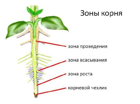 5 оснований проводить тримминг корней домашних растений