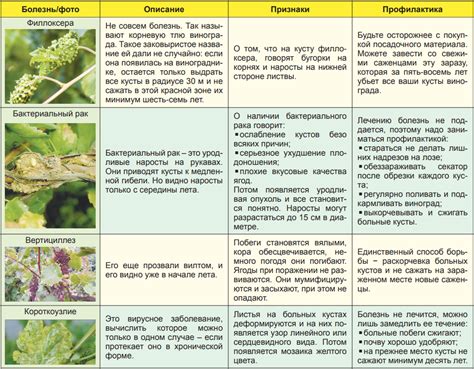 5. Заболевания и вредители